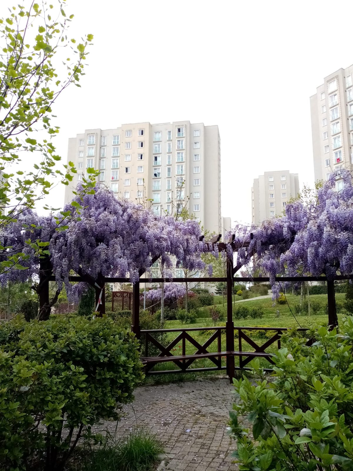 Salkımlarla örtülü pergola